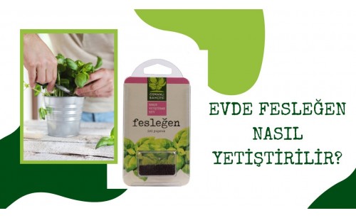 Evde Fesleğen Tohumu Nasıl Ekilir? Evde Fesleğen Tohumu Nasıl Ekilir?
